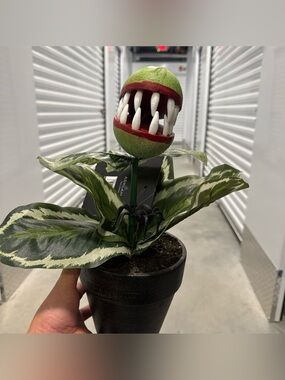 Carnivorous Decorative Plant with Red-Mouthed Bloom. Feed me Seymour like.